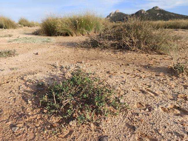 Hábitat natural de la jarilla de Villena, con un ejemplar en primer plano (foto: José Carlos Hernández). 