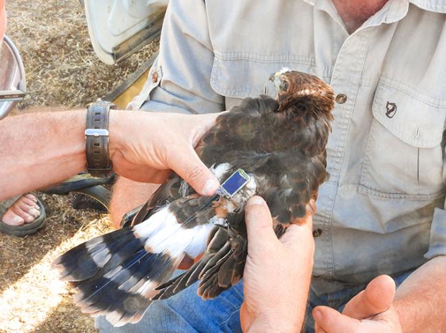 Marcaje con un emisor GPS de un pollo de aguilucho cenizo en La Serena (foto: Manuel Calderón).