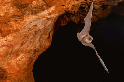 Un murciéago de cueva en pleno vuelo (foto: JAH / Adobe Stock).