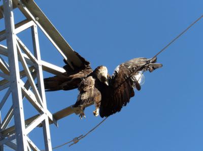 Un águila imperial ibérica cuelga del apoyo eléctrico en el que ha muerto electrocutada, en la provincia de Ávila (foto cedida por Grefa).