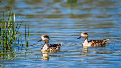 Dos cercetas pardillas nadan en un humedal (foto: Szymon Bartosz / Adobe Stock).