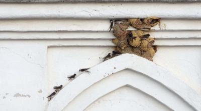 Aviones comunes en Aracena (Huelva), donde la destrucción de nidos de aves insectívoras ha dado lugar a una causa judicial (foto: Ecologistas en Acción).