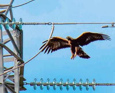 Un águila real se dispone a posarse en el apoyo de un tendido eléctrico 