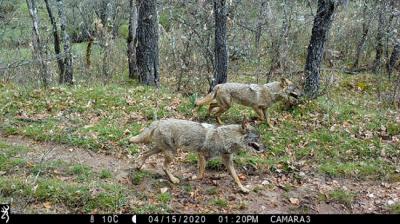 Imagen de fototrampeo de dos lobos con pelaje de invierno en el Sistema Central (foto: Observatorio del Estado de Conservación del Lobo).