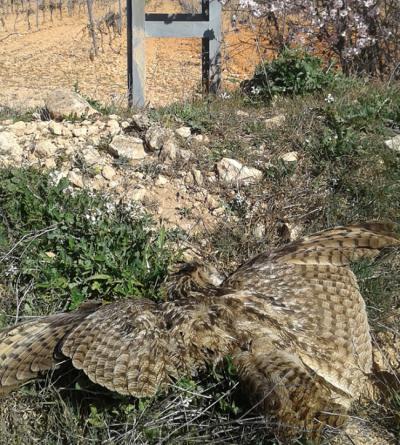 Búho real muerto por electrocución en un tendido eléctrico de la provincia de Alicante (foto: Adensva).