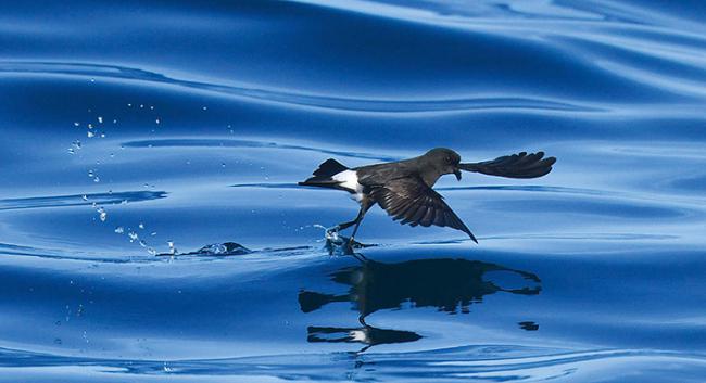 Paíño europeo con sus patas rozando la superficie marina (foto: Agami / Adobe Stock).