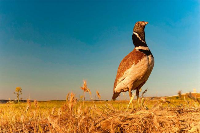 Macho de sisón común en una zona agrícola (foto: JAH / Adobe Stock).