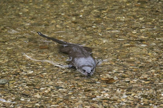 Perfectamente adaptado para desenvolverse en las frías aguas del río, este macho adulto de nutria (arriba) prospecta una parte del cauce que forma parte de su vasto territorio (foto: Segundo Grijalvo).