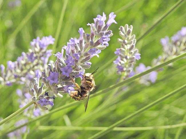 Abeja silvestre del género Anthidium (foto: Javier Martín).