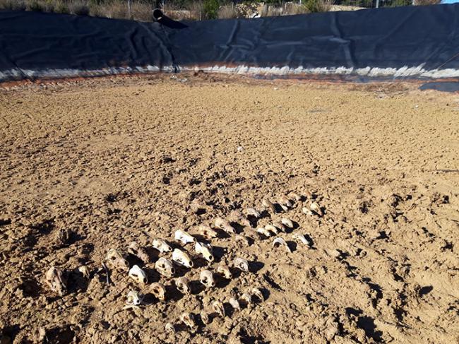 Cráneos acumulados de animales que murieron ahogados en una balsa de Utiel (Valencia). Foto: Adensva.