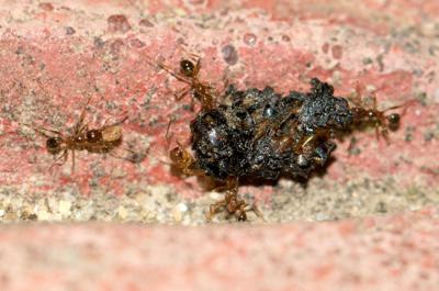 Obreras de la hormiga Pheidole pallidula interactuando con un excremento de nóctulo grande (Nyctalus lasiopterus). Foto: E. Tena.