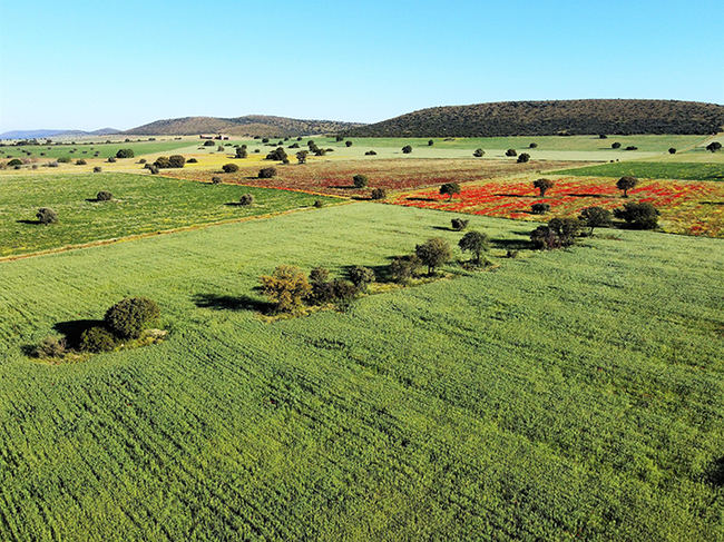 Vista de la finca La Nava del Conejo (Valdepeñas, Ciudad Real), dentro de la zona donde se ha solicitado llevar a cabo una investigación minera (foto: José María Rey Benayas).