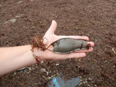 Huevo de alitán (Scyliorhinus stellaris), una especie de pequeño tiburón, encontrado en una playa (foto: Instituto Español de Oceanografía).