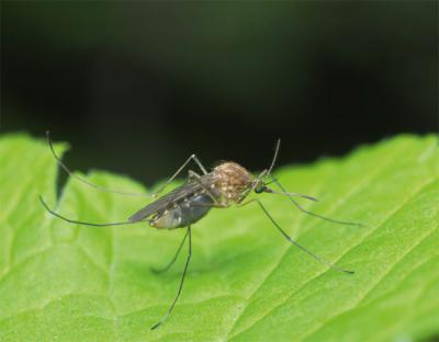 Mosquito común (Culex pipiens) posado sobre una hoja (saccobent / Adobe Stock).