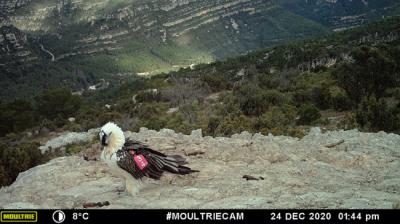 Imagen de fototrampeo del quebrantahuesos "Otal" hecha el pasado 24 de diciembre. Este macho liberado en noviembre de 2018 parece fijado a su lugar de suelta, el Parque Natural de La Tinença de Benifassà (Castellón).