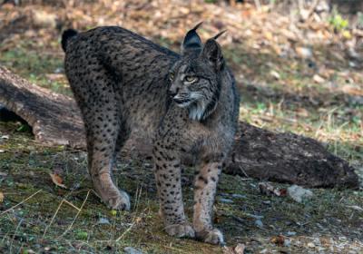 Hembra de lince ibérico (Lynx pardinus) en la Sierra Morena jienense (foto: Vicente / Adobe Stock).