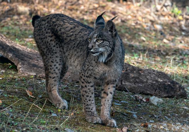 Hembra de lince ibérico (Lynx pardinus) en la Sierra Morena jienense (foto: Vicente / Adobe Stock).