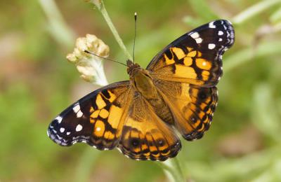 Ejemplar de Vanessa virginiensis posado sobre un gordolobo algodonoso (Pseudognaphalium luteoalbum), su planta nutricia más habitual (foto: asociación Zerynthia).