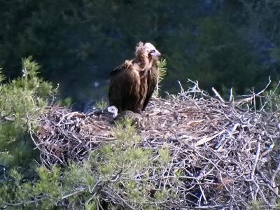 Hembra de buitre negro con su pollo nacido en 2020 en la reserva prepirenaica de Boumort (Lleida)