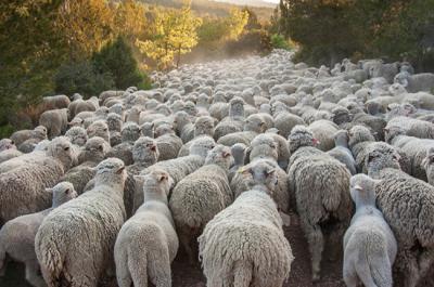 Rebaño de ovejas trashumantes en una vía pecuaria (foto: Gabriel / Adobe Stock).