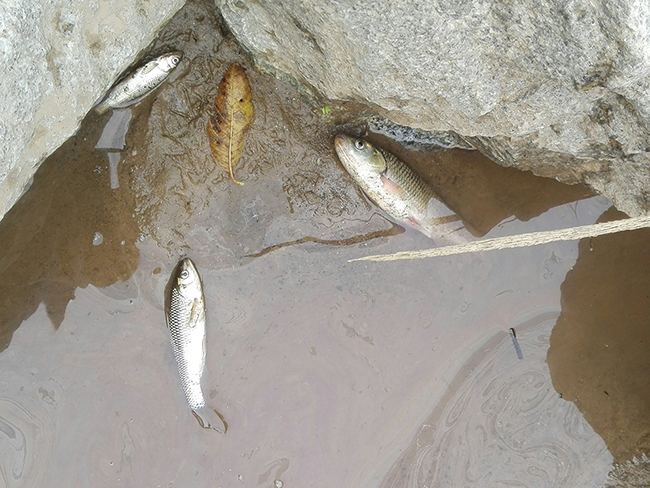 Tres bagres muertos por el vertido en el río Besós (foto: Manel Gómez).