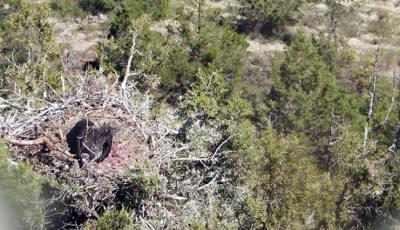 Tras serle colocado un emisor GPS, un pollo de buitre negro nacido en el valle del Arlanza (Burgos) en 2023 reposa en su nido, que tiene la peculiaridad de estar construido sobre una sabina (foto: Grefa).