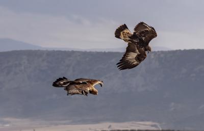 Juveniles de águila real (uno de ellas con su emisor visible en la fotografía) en un área de asentamiento de la especie en la provincia de Granada (foto: José Antonio Caravantes).