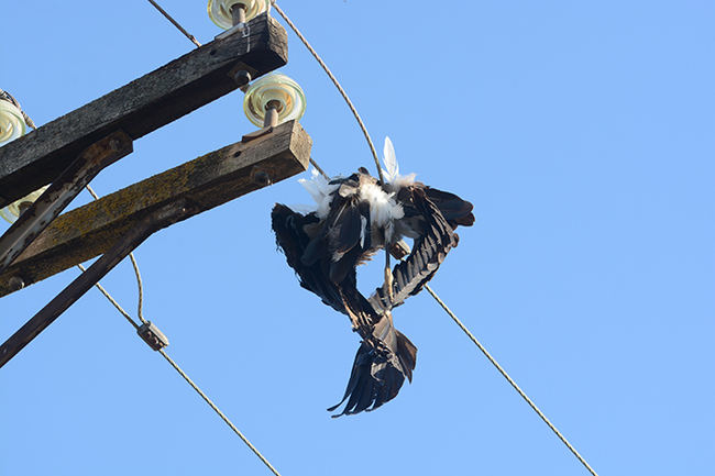 Cigüeña negra que murió electrocutada el pasado octubre en un tendido de la comarca de las Cinco Villas (Zaragoza). Foto: Ansar.