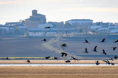 Grullas en la laguna de El Hito, en la provincia de Cuenca, un humedal en el que trabaja la Fundación Global Nature gracias a un proyecto LIFE (foto: FGN).