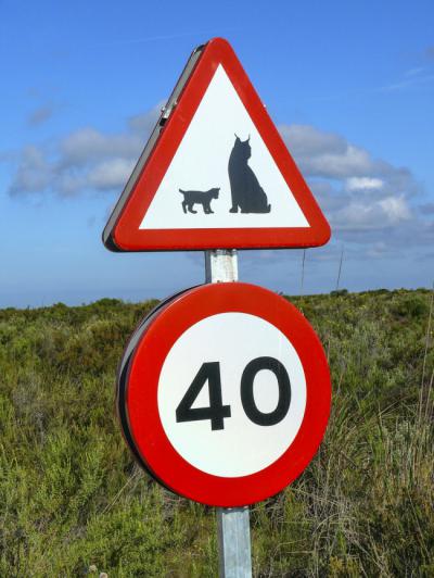 Señal de tráfico en el Parque Nacional de Doñana que limita la velocidad ante la presencia de lince (foto: Jacinto Román).