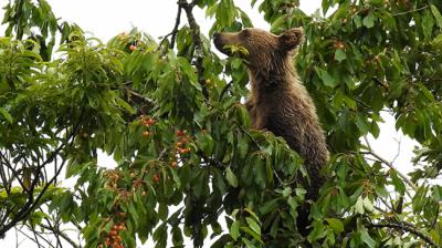 Oso cantábrico encaramado a un cerezo para alimentarse de sus frutos (foto: FOP).
