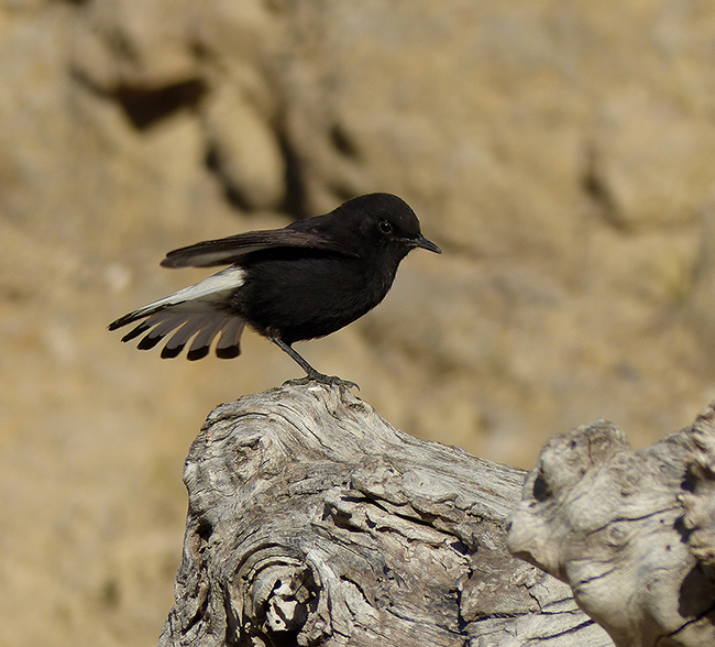 Ejemplar de collalba negra (foto: Pere Josa).