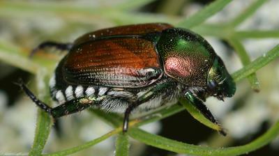 El escarabajo japonés (Popillia japonica) es una de las especies exóticas identificadas como posibles invasoras en España en los próximos años (foto: Ryan Hodnett / Wikicommons).