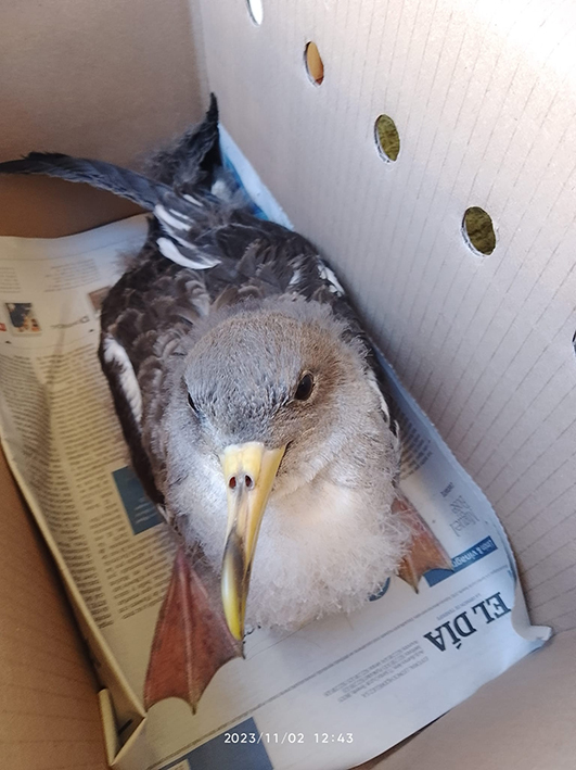 Pardela cenicienta rescatada en Tenerife, antes de su liberación (foto: SEO/BirdLife).