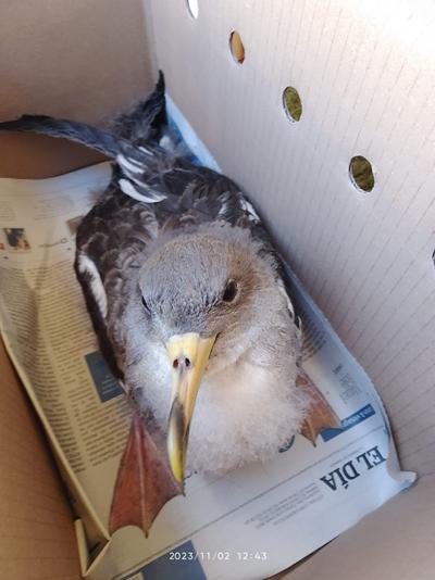 Pardela cenicienta rescatada en Tenerife, antes de su liberación (foto: SEO/BirdLife).