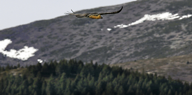 Quebrantahuesos fotografiado el pasado invierno en el Moncayo (Aragón). Foto: Eduardo Viñuales.