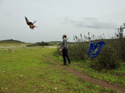 Liberación en febrero de 2021 del milano real que acabaría envenenado a finales de ese año en Azuaga (Badajoz). Foto:Amus.