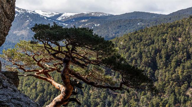 Panorámica del Pinar de los Belgas, en la Sierra de Guadarrama (foto: Miteco).