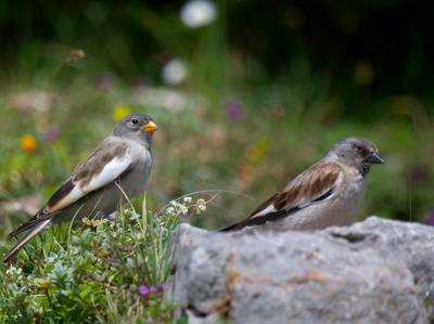 Gorriones alpinos en el Parque Natural de Las Ubiñas – La Mesa (Asturias). El ejemplar con pico amarillo es un pollo volandero y el del pico negro, un adulto reproductor (foto: Miguel Puente).