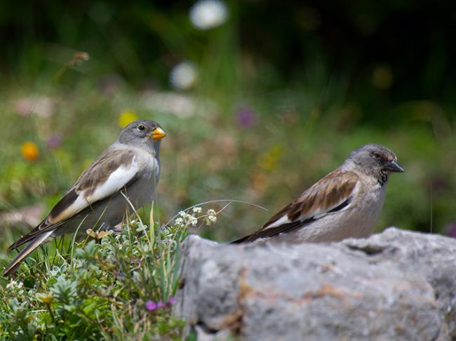 Gorriones alpinos en el Parque Natural de Las Ubiñas – La Mesa (Asturias). El ejemplar con pico amarillo es un pollo volandero y el del pico negro, un adulto reproductor (foto: Miguel Puente).