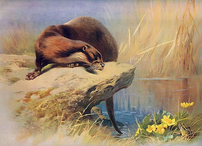 Dibujo de una nutria que se dispone a capturar una rana. Autor: Archibald Thorburn (1860-1935).