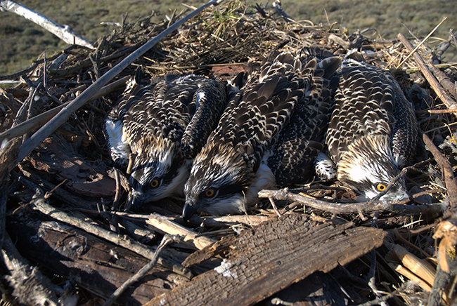 Pollos de águila pescadora en un nido artificial en el Paraje Natural de las Marismas del Odiel, en la provincia de Huelva, donde se lleva a cabo un proyecto de reintroducción de la especie.