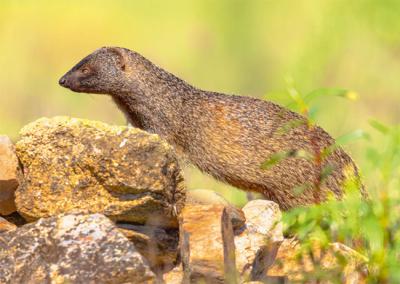 Un meloncillo se alza sobre un grupo de piedras (foto: creativenature.nl / Adobe Stock).