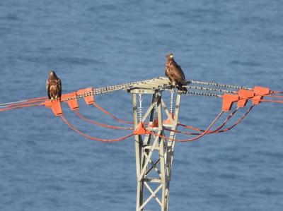 Dos pigargos europeos posados en un apoyo eléctrico que ha sido corregido en la zona de reintroducción de esta especie gracias a la colaboración del Proyecto Pigargo y la compañía eléctrica EDP (foto: Ernesto Álvarez).