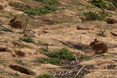 Conejos de monte junto a varias entradas de su madriguera (foto: Alfonso Roldán).