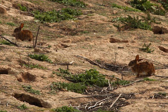 Conejos de monte junto a varias entradas de su madriguera (foto: Alfonso Roldán).