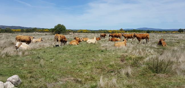 Varias vacas descansan en la veiga de Gomareite, en terrenos de la antigua laguna de Antela, en la provincia de Ourense (foto: Serafín Jesús González Prieto).