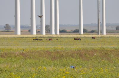 Un aguilucho cenizo vuela junto a los aerogeneradores de un parque eólico en la provincia de Cádiz (foto: Miguel González).