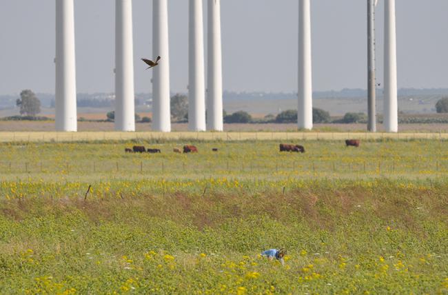 Un aguilucho cenizo vuela junto a los aerogeneradores de un parque eólico en la provincia de Cádiz (foto: Miguel González).