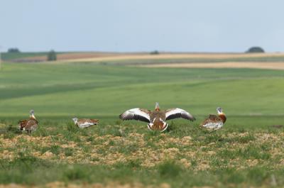 Machos de avutarda en la Reserva Natural de las Lagunas de Villafáfila (Zamora). Foto: José Luis Gómez de Francisco.